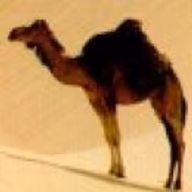 Avatar of Perl Kochbuch