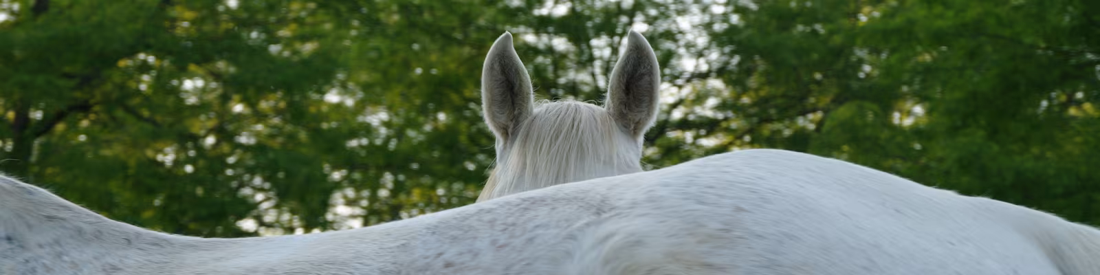 Cover photo of Thomas Le Floc'H
