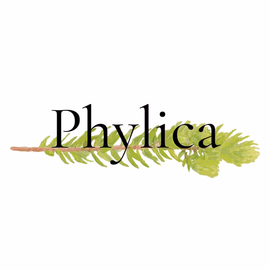 Phylica